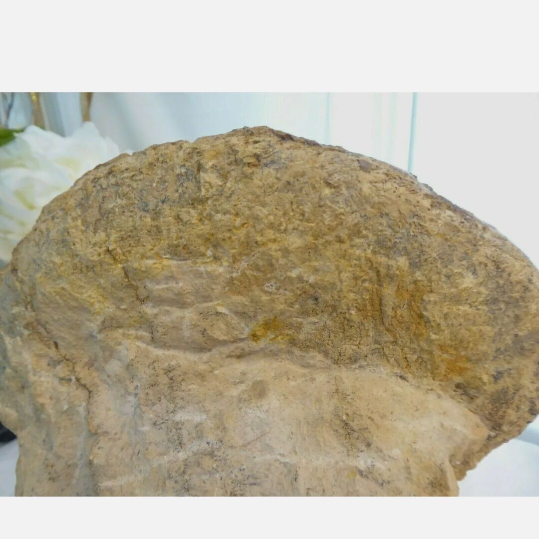 Fossil ammonite curiosity cabinet