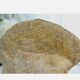 Fossil ammonite curiosity cabinet