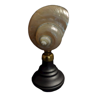 Cabinet of Curiosities shell turbo imperialis pearl on base