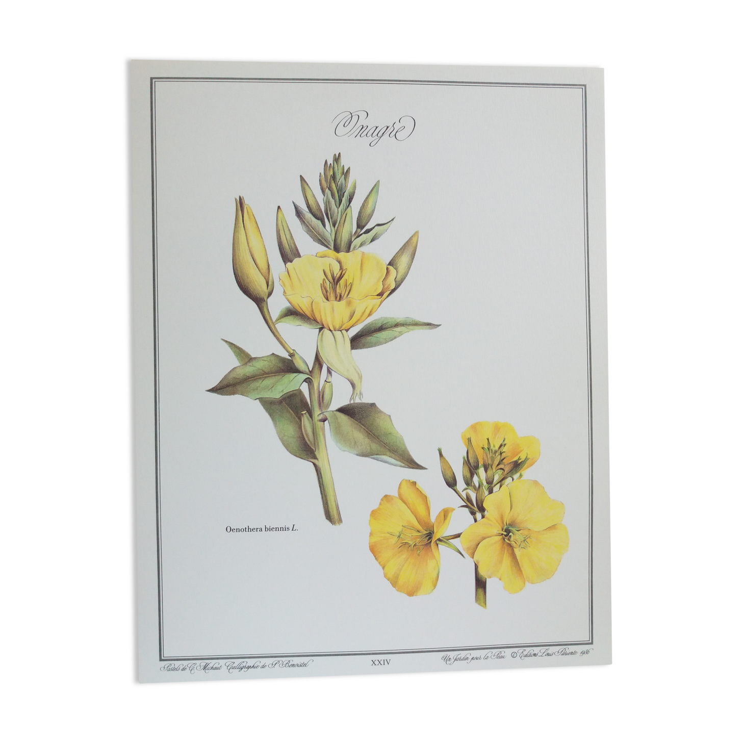 Botanical plank "Onagre"