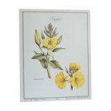 Botanical plank "Onagre"