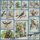 Gravure ancienne oiseau -Chardonneret- Image nature de Seligmann & Catesby