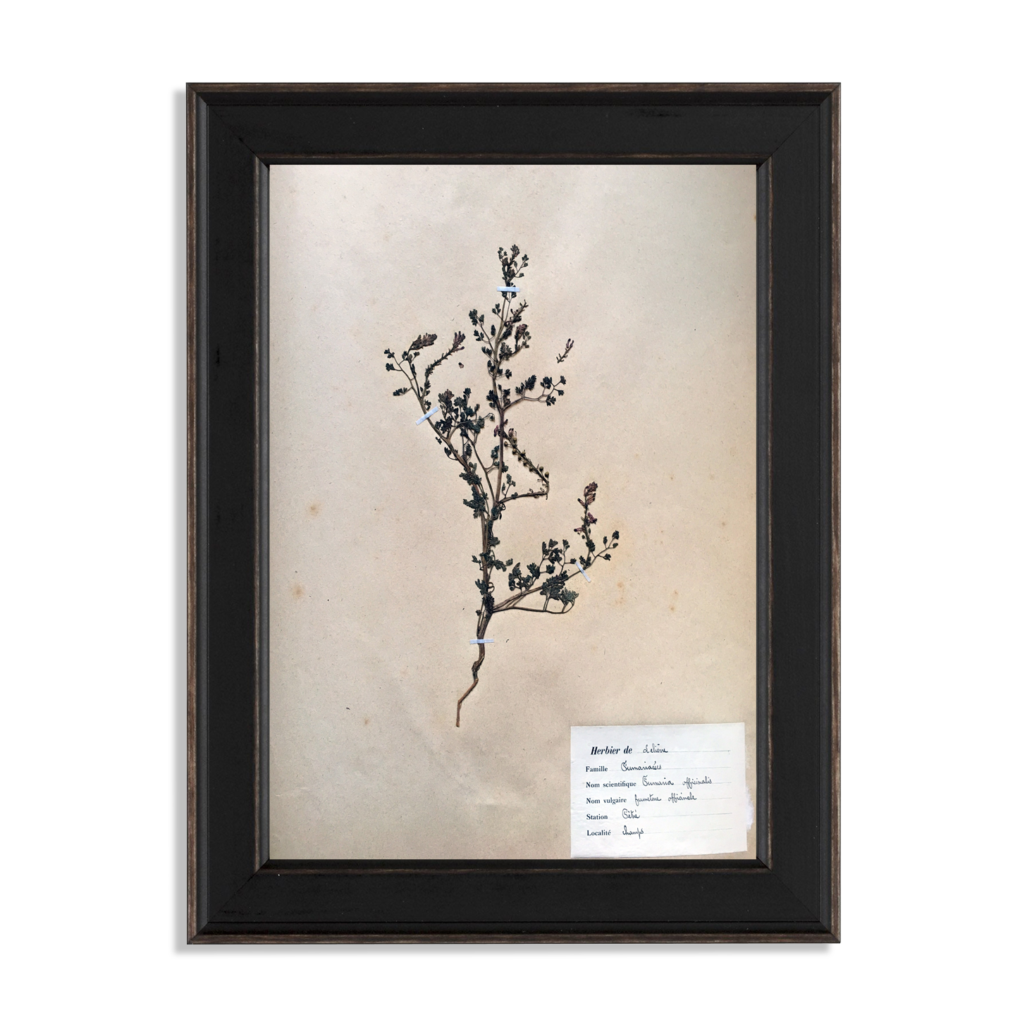Planche d'herbier encadrée 1924 par M.Lelièvre