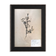 Planche d'herbier encadrée 1924 par M.Lelièvre