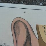 Old MDI school poster, eye-vision & ear-nose