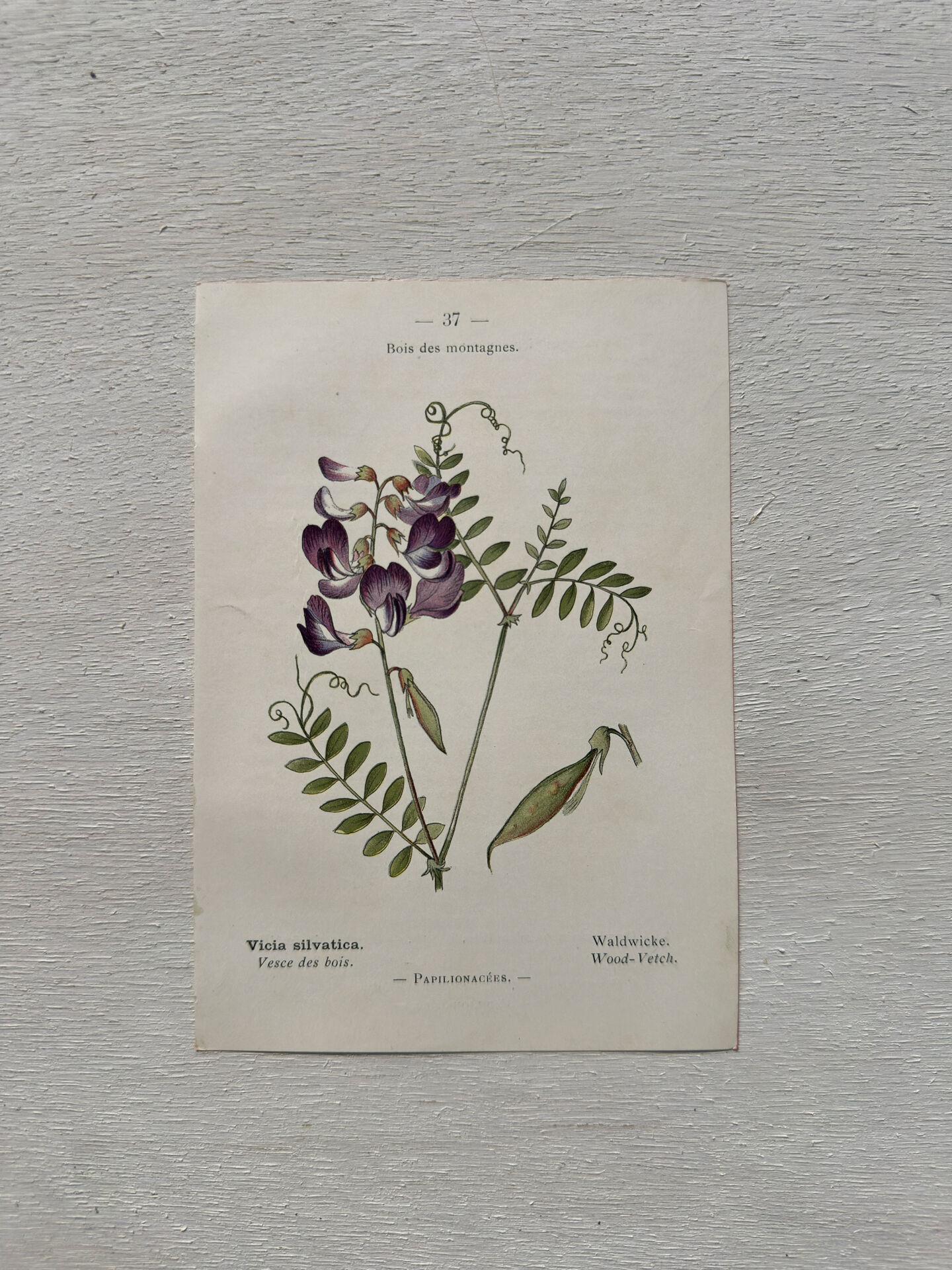 Botanical Plate 1800 Old Naturalist Engraving 19th Century Double-Sided