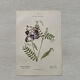 Botanical Plate 1800 Old Naturalist Engraving 19th Century Double-Sided