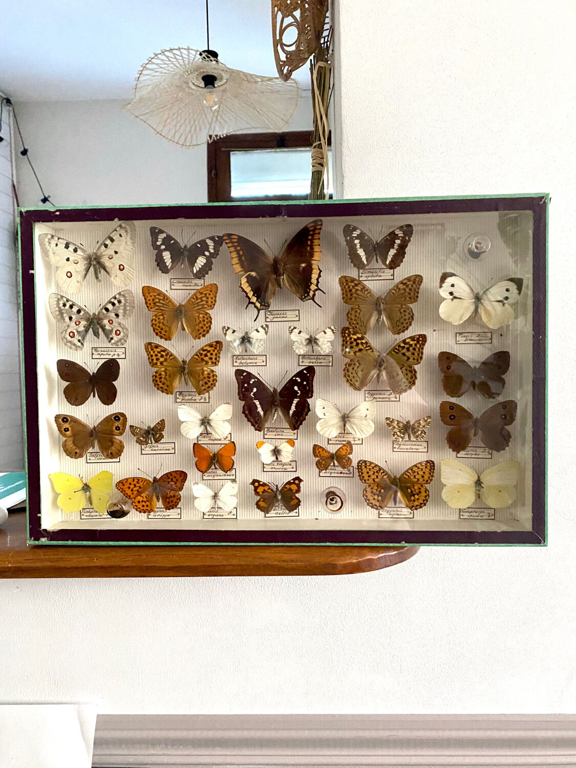 Entomology box of vintage stuffed butterflies