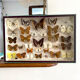 Entomology box of vintage stuffed butterflies