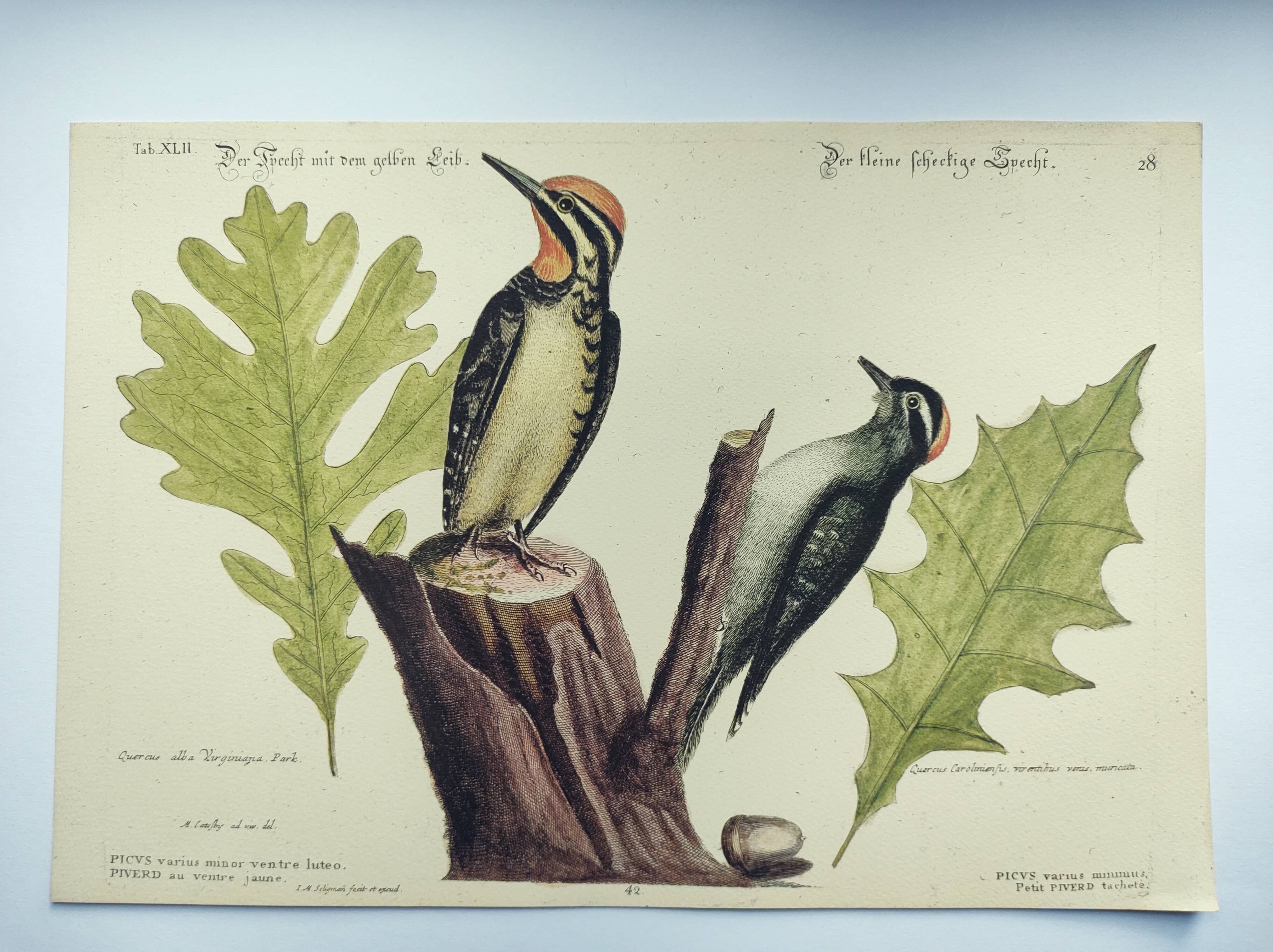 Old bird engraving - Woodpecker - Zoological plate by Seligmann & Catesby