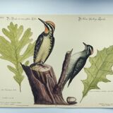 Gravure ancienne oiseau -Pivert- Planche zoologique de Seligmann & Catesby