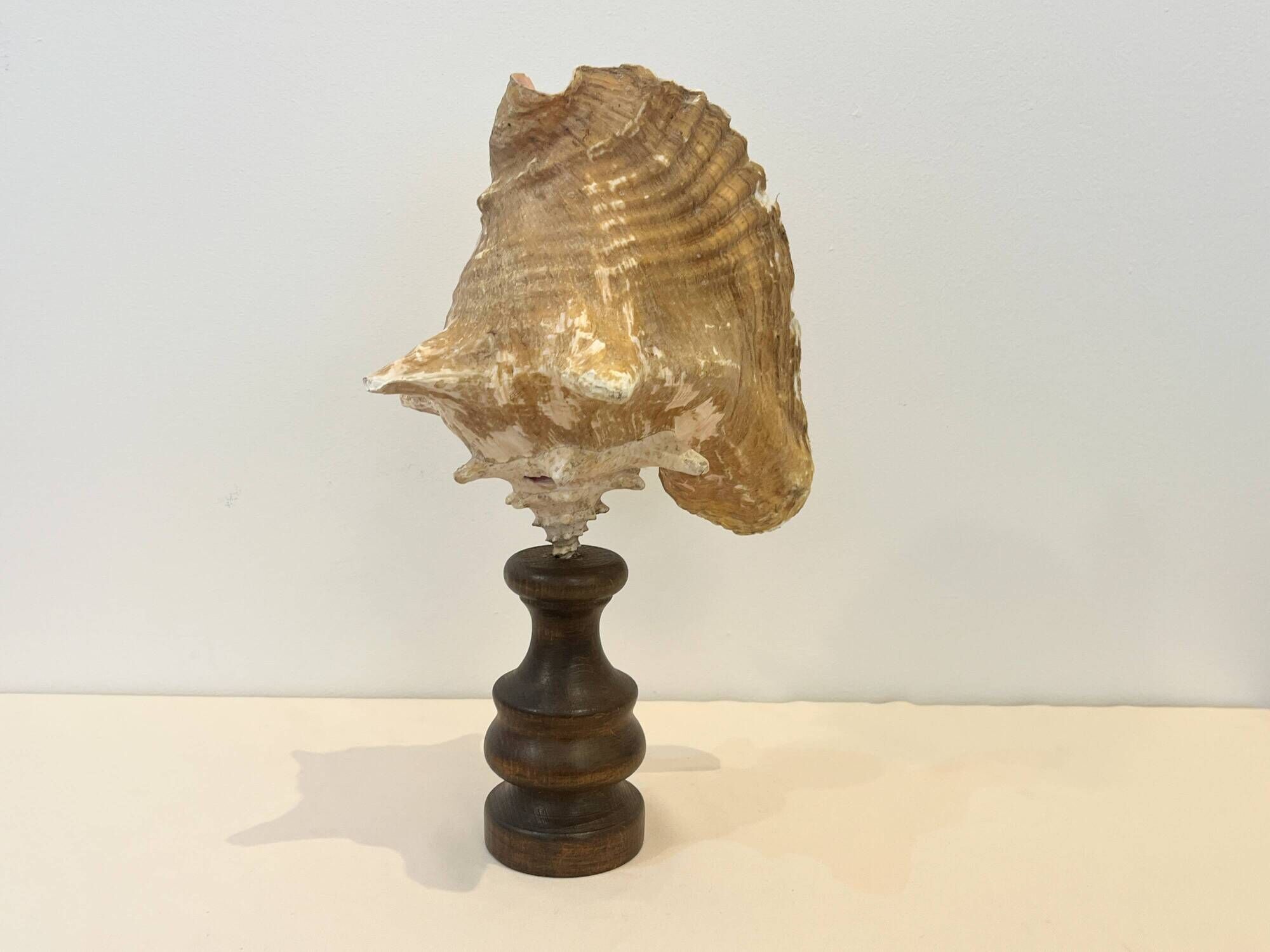 XXL Antique large conch shell on wooden base cabinet of curiosities