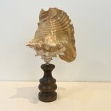 XXL Antique large conch shell on wooden base cabinet of curiosities