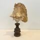 XXL Antique large conch shell on wooden base cabinet of curiosities