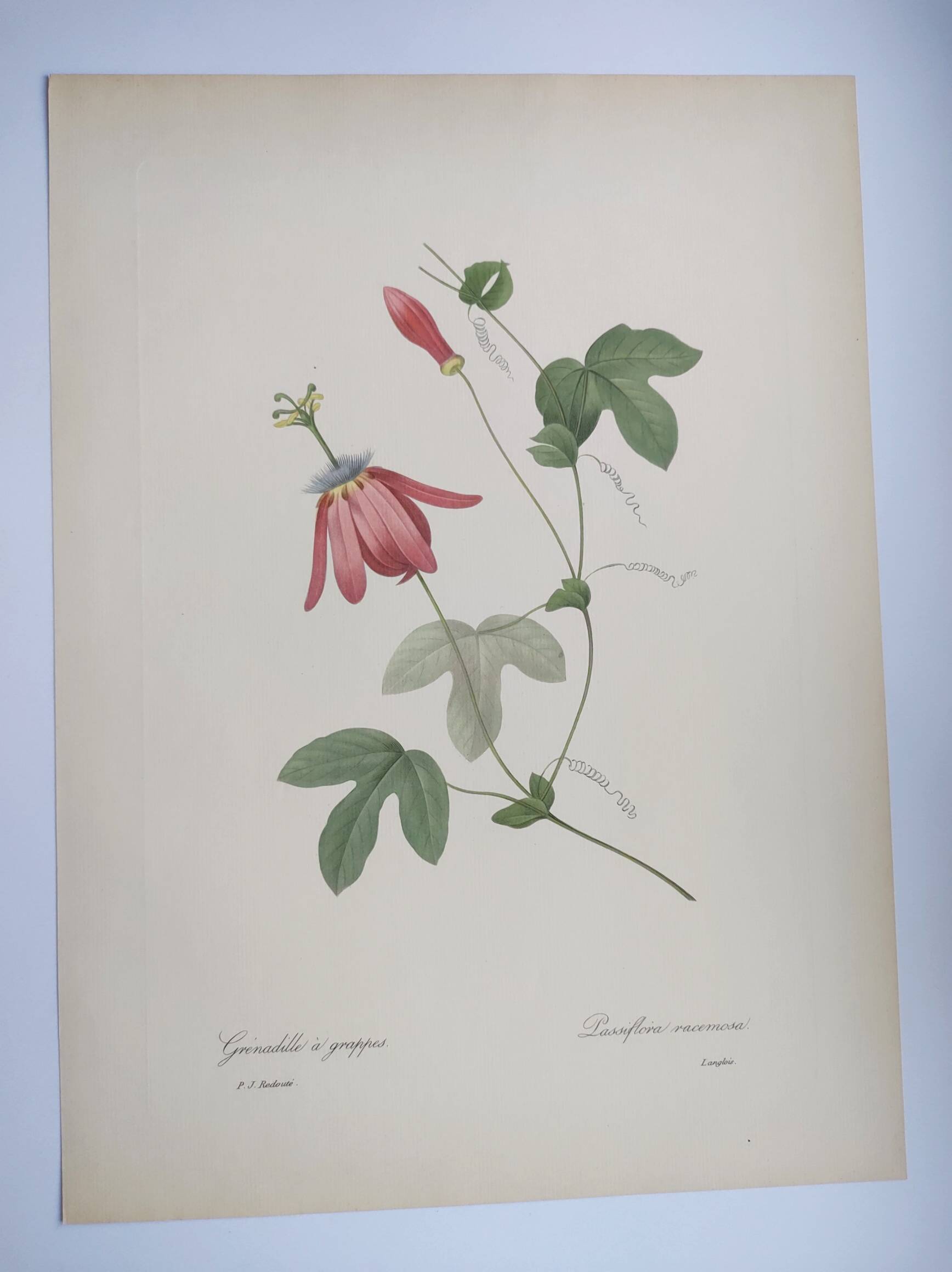 Vintage Botanical Engraving -1955- Passiflora or Grenadilla - by Redouté