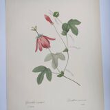 Vintage Botanical Engraving -1955- Passiflora or Grenadilla - by Redouté