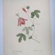 Vintage Botanical Engraving -1955- Passiflora or Grenadilla - by Redouté