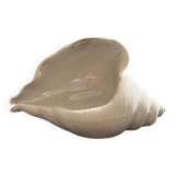 Biscuit shell candle holder