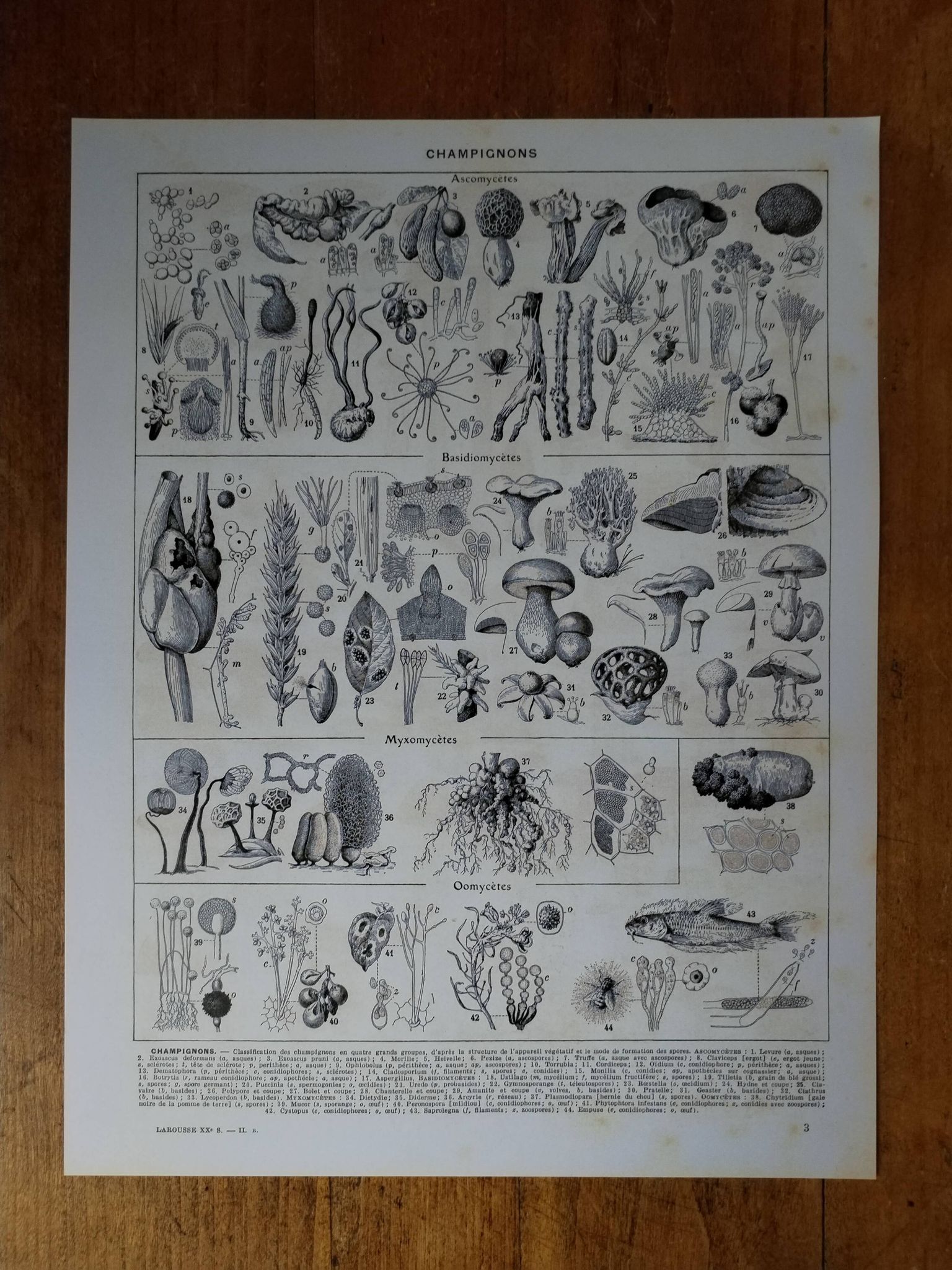 Original lithograph on mushrooms