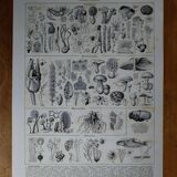 Original lithograph on mushrooms