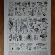 Original lithograph on mushrooms