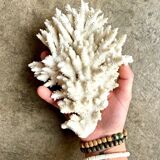 White coral