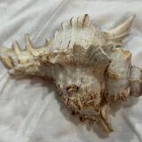 Shellfish