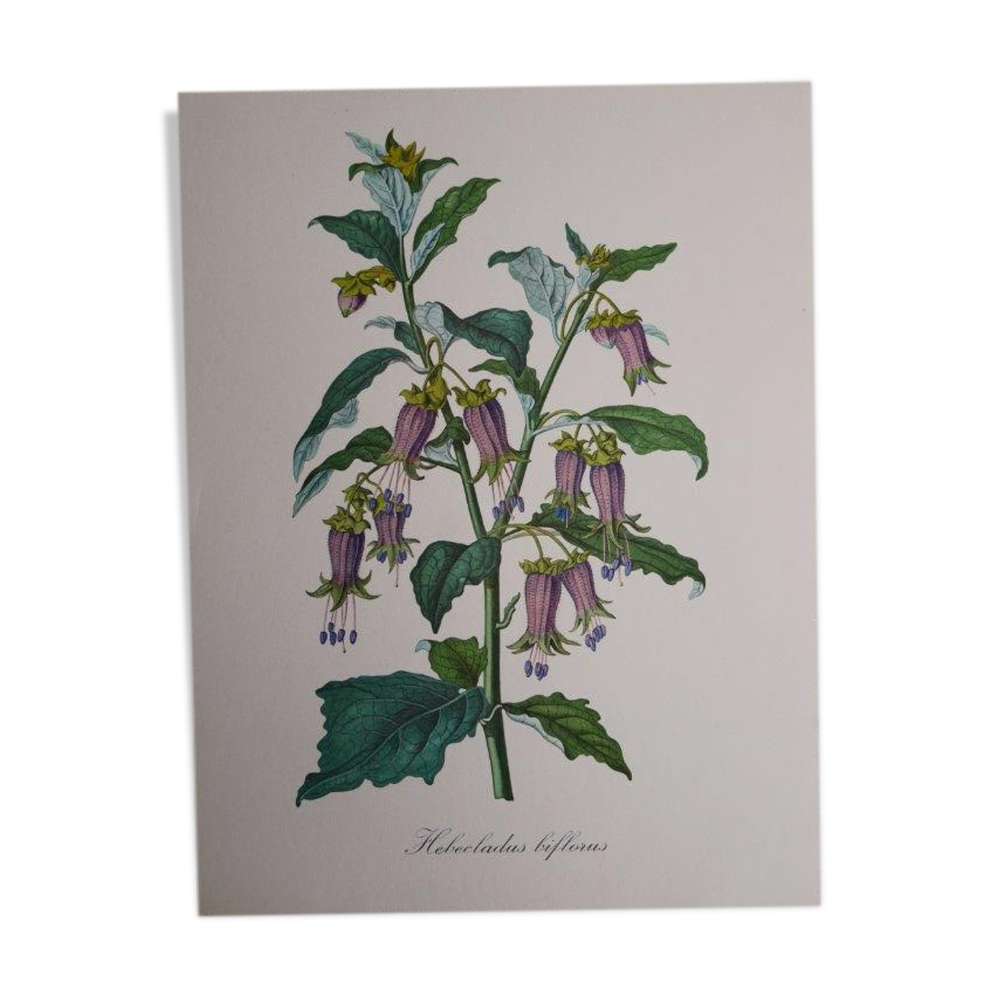 Botanical board Hebecladus - Servier