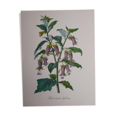 Botanical board Hebecladus - Servier