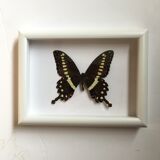 Butterfly naturalized under framework