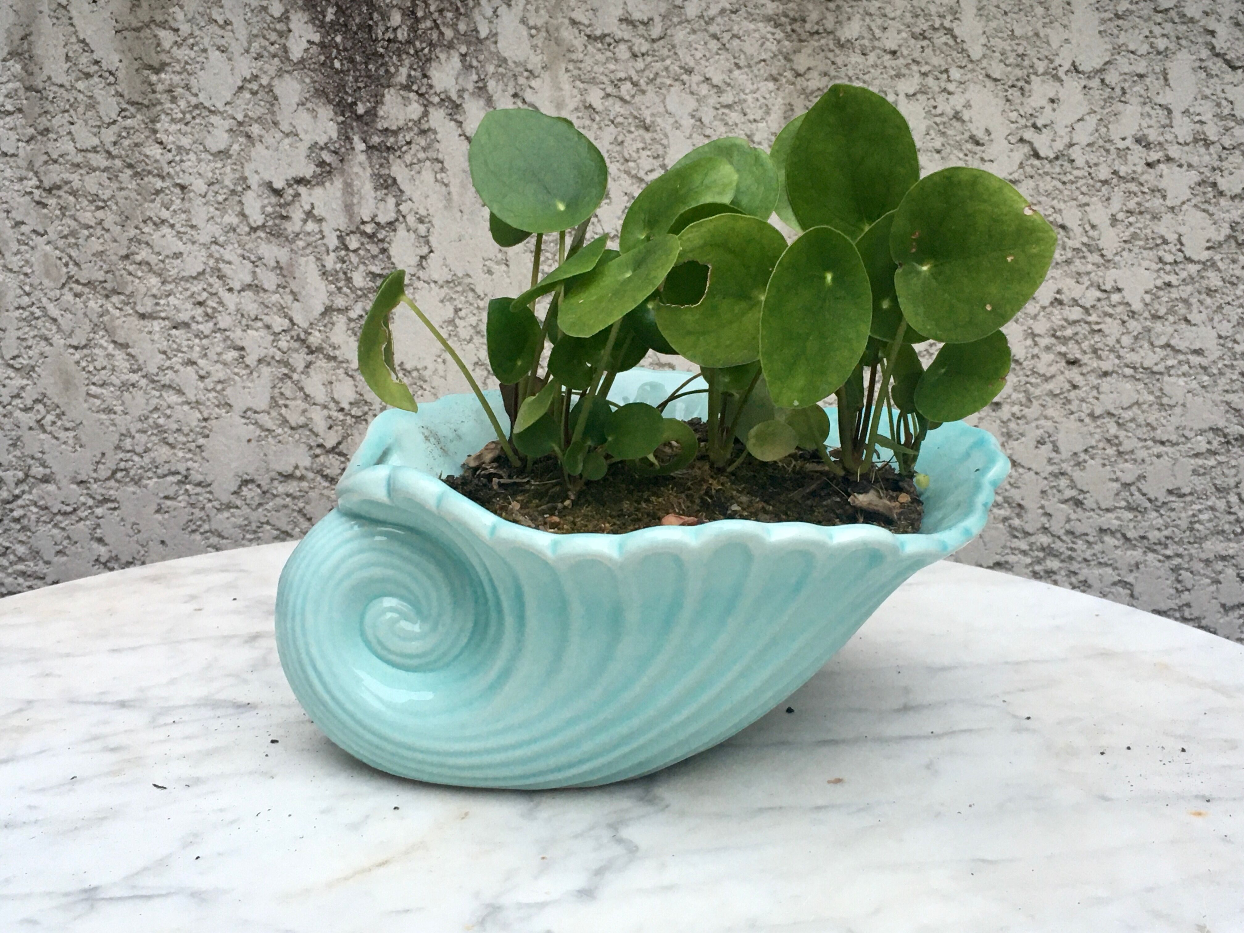 Shell pot cover cup