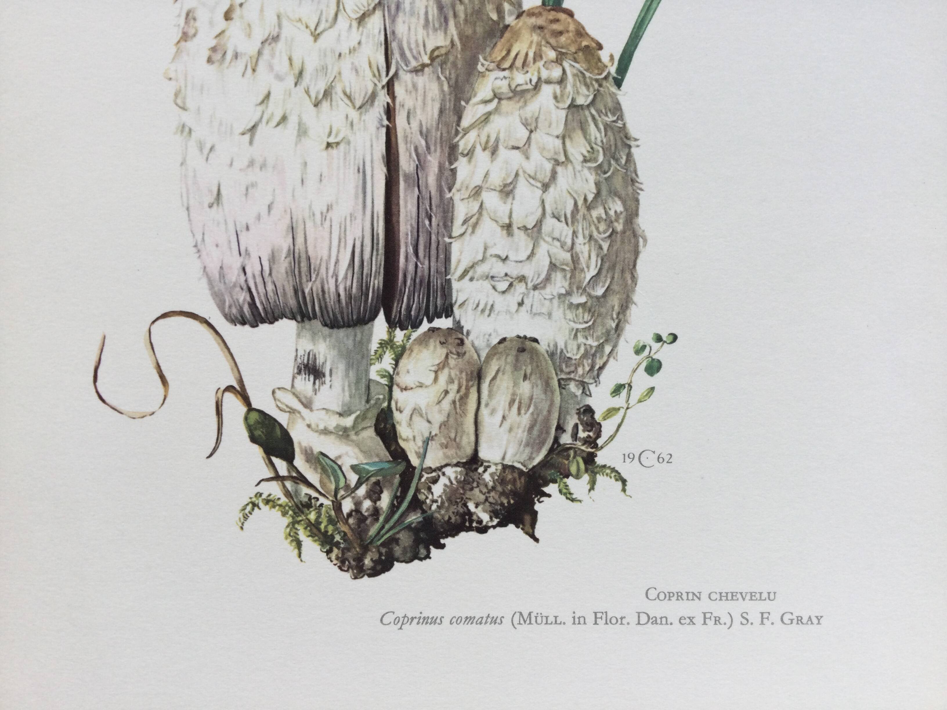 Illustration botanique Champignons Coprinus Impression Vintage des années 60