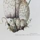 Illustration botanique Champignons Coprinus Impression Vintage des années 60