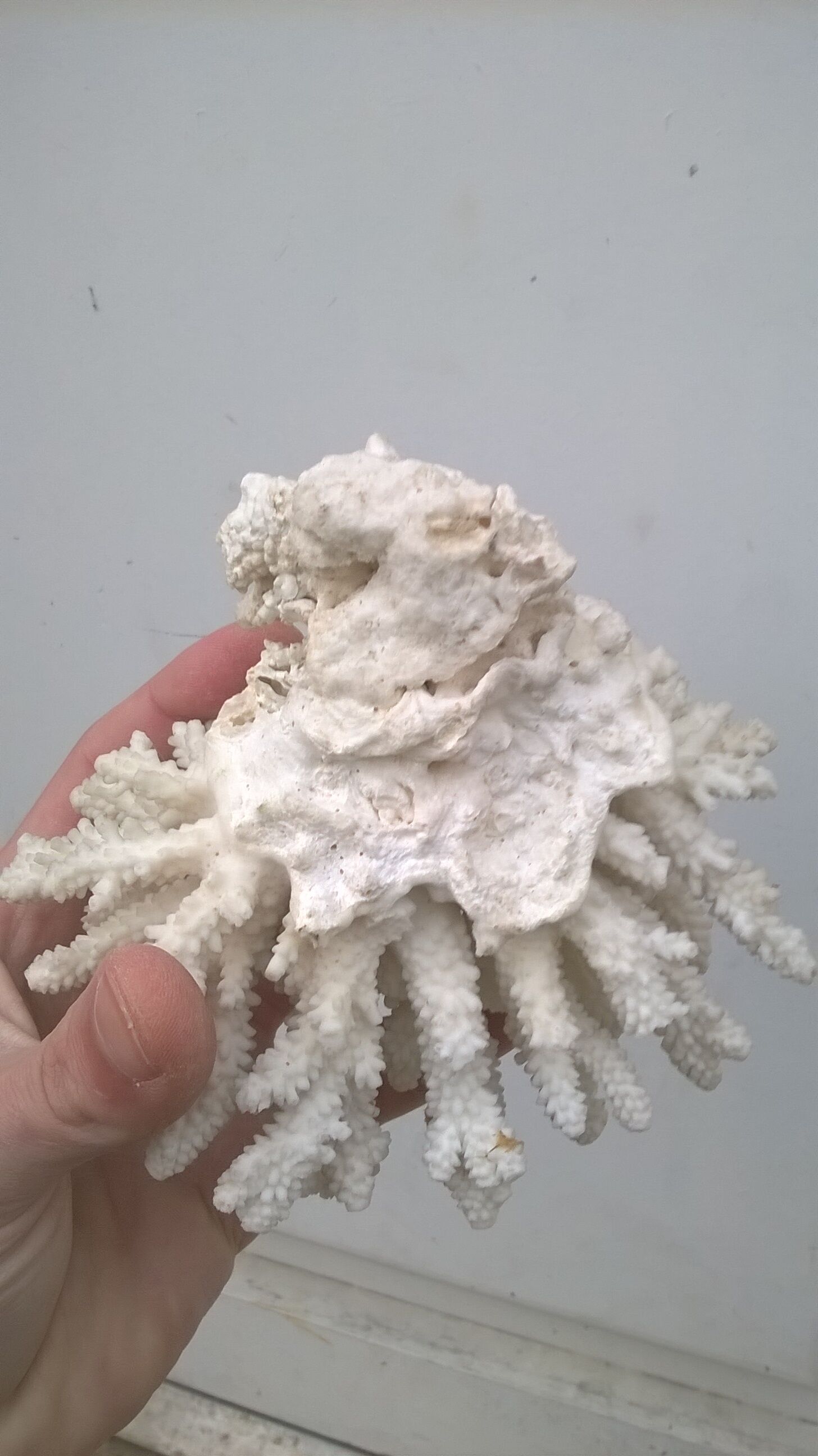 Vintage white coral