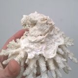 Corail blanc vintage