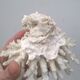 Corail blanc vintage
