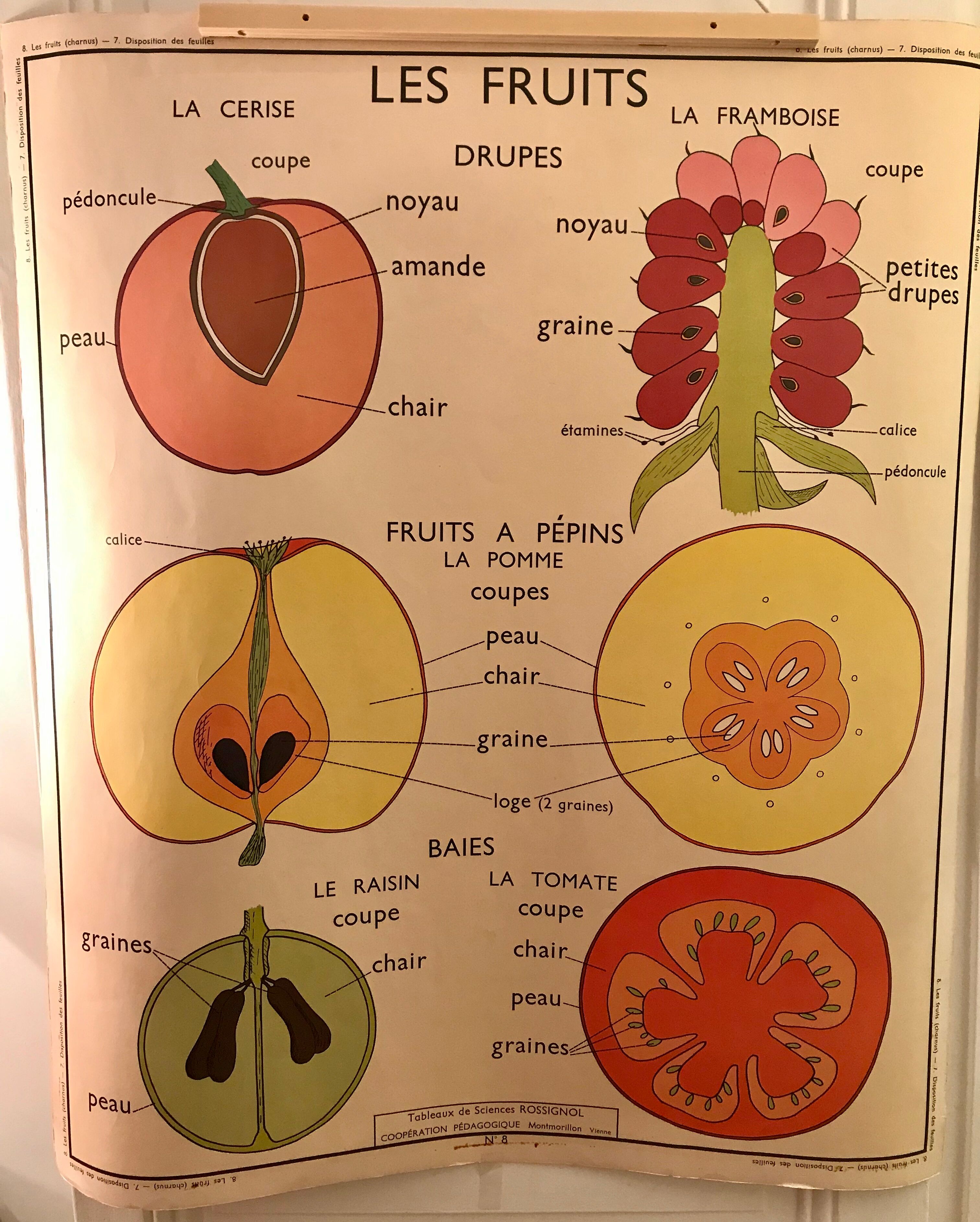 Displays educational fruit / leaves - Nightingale