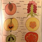 Displays educational fruit / leaves - Nightingale