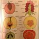 Displays educational fruit / leaves - Nightingale