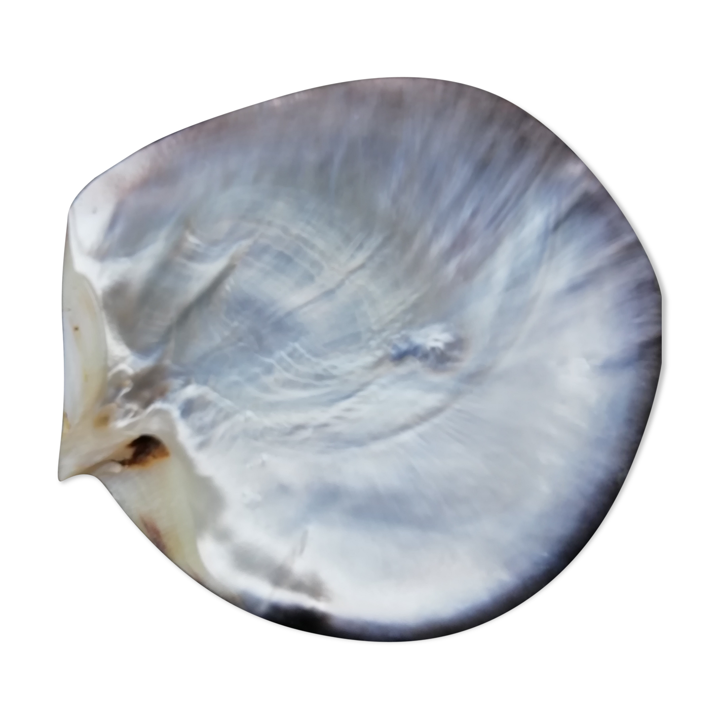 Mother-of-pearl shell