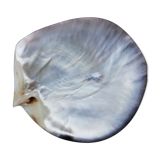 Mother-of-pearl shell