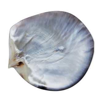 Mother-of-pearl shell