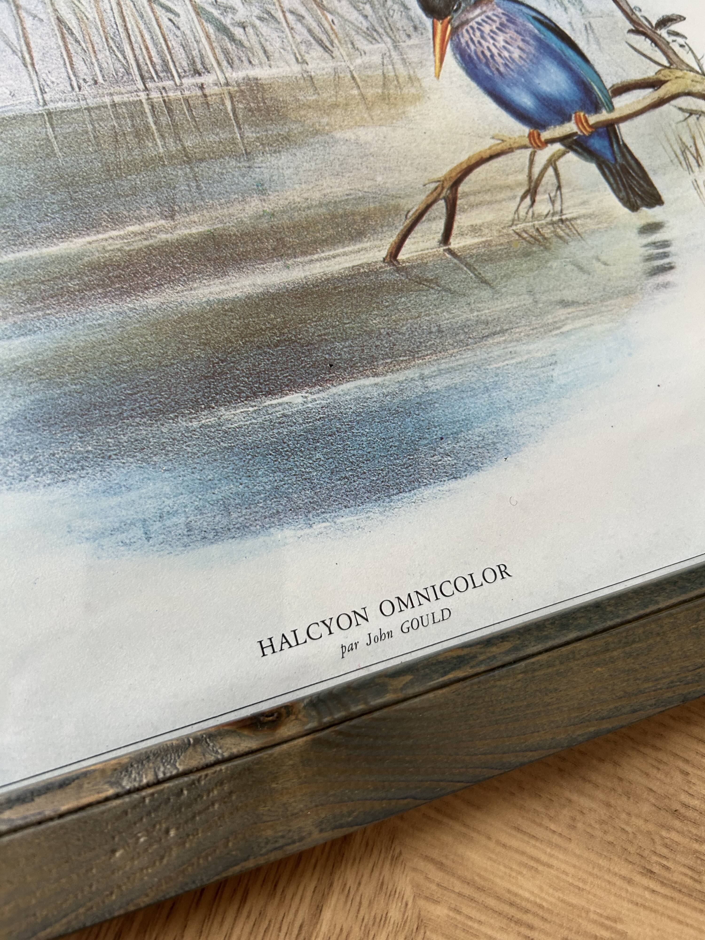 Set of 3 ornithological posters