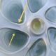 4 green/yellow oyster plates from Salins, 1970