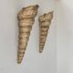 Paire d'appliques coquillage vintage, fibre de verre beige, France 1960