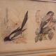 Lot 2 watercolors ancient birds