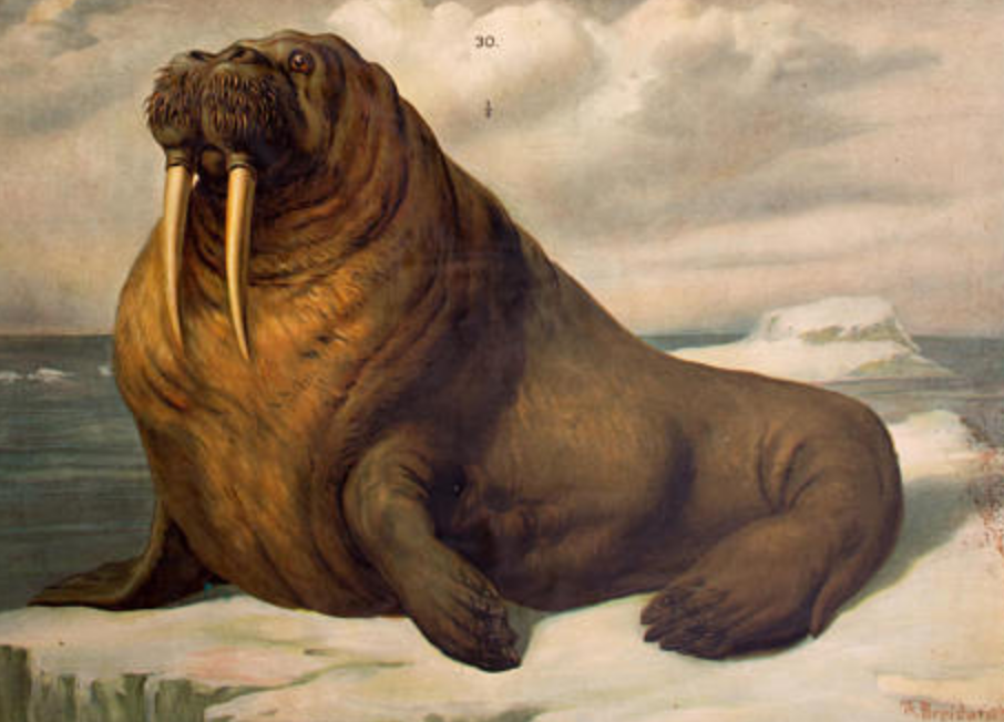 Poster "seals and walruses" Th. Breidwiser for Gerold & Sohn 1879