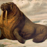 Poster "seals and walruses" Th. Breidwiser for Gerold & Sohn 1879