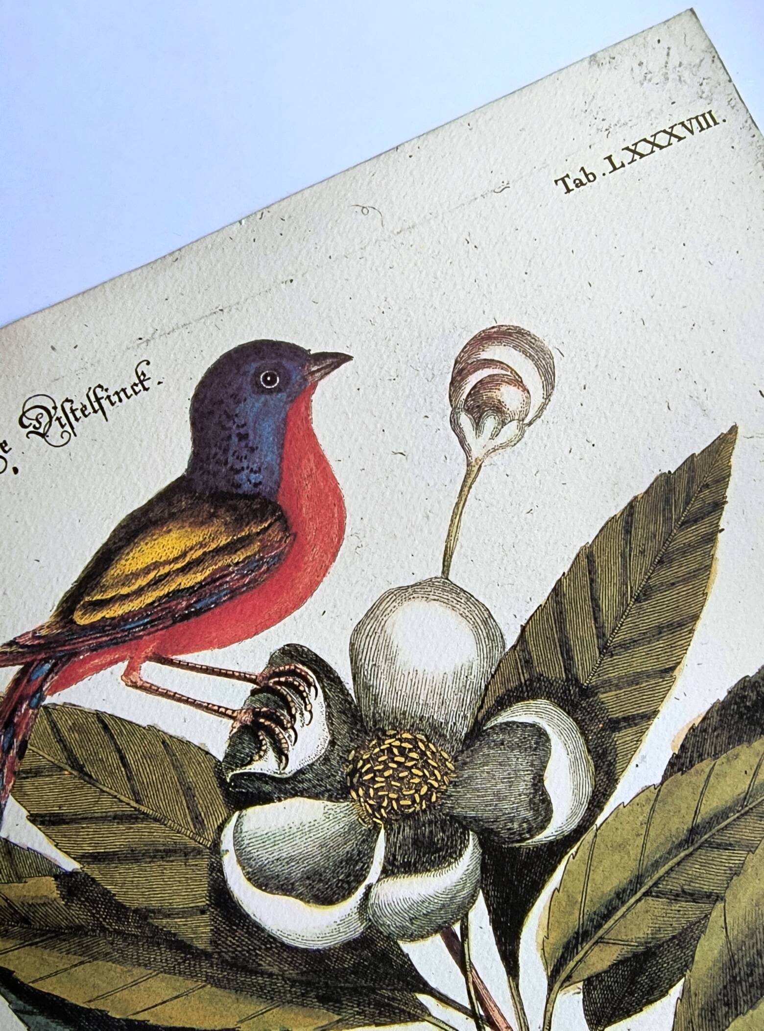 Antique bird engraving - Pincon 3 Colors - Zoological plate by Seligmann