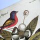 Antique bird engraving - Pincon 3 Colors - Zoological plate by Seligmann